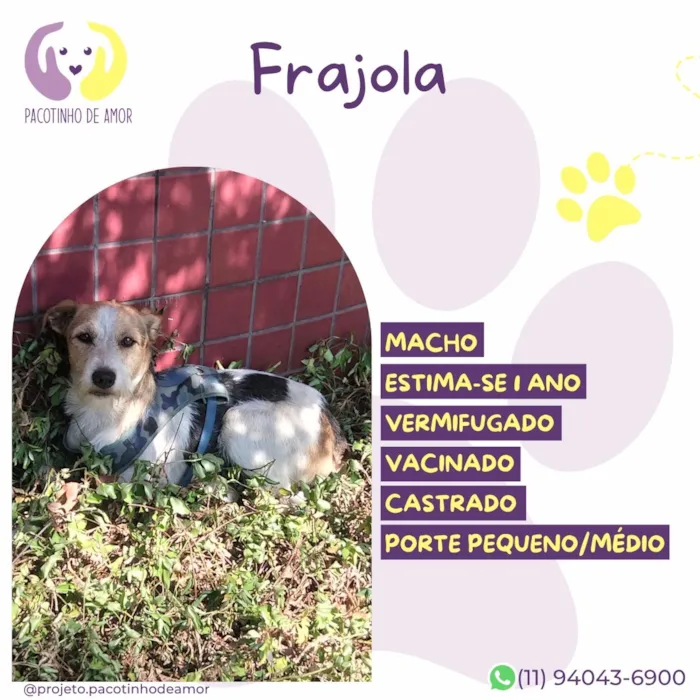 Cachorro raça SRD-ViraLata idade 1 ano nome Frajola