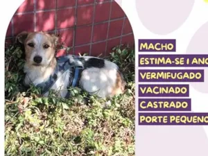 Cachorro raça SRD-ViraLata idade 1 ano nome Frajola