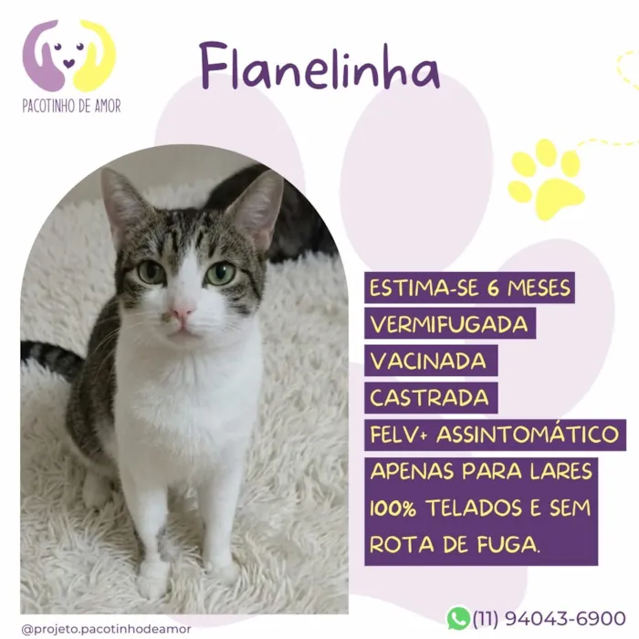 Gato raça SRD-ViraLata idade 2 a 6 meses nome Flanelinha