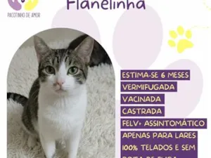 Gato raça SRD-ViraLata idade 2 a 6 meses nome Flanelinha
