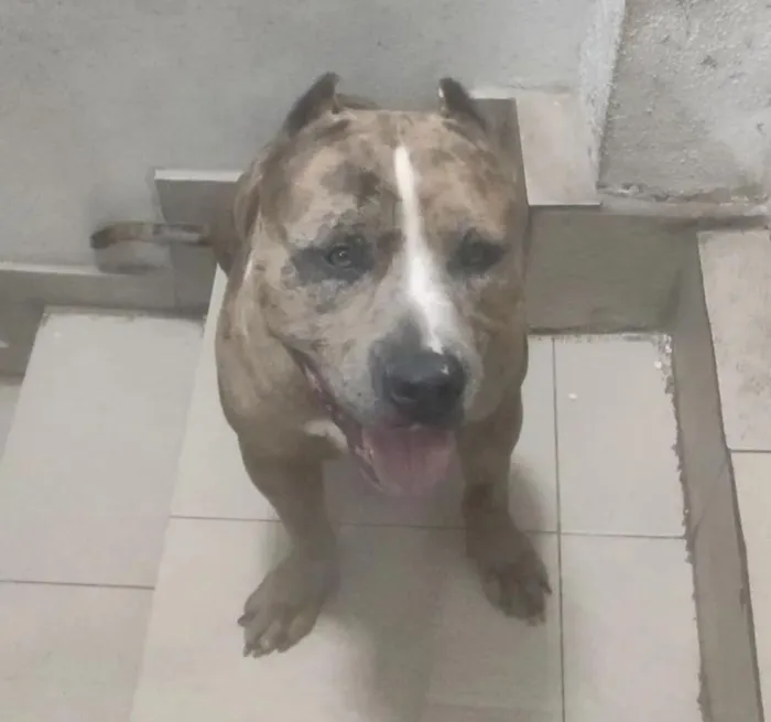 Cachorro raça Pit-Bull idade 3 anos nome Sagat