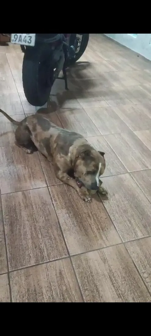 Cachorro raça Pit-Bull idade 3 anos nome Sagat