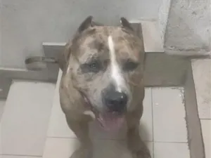 Cachorro raça Pit-Bull idade 3 anos nome Sagat