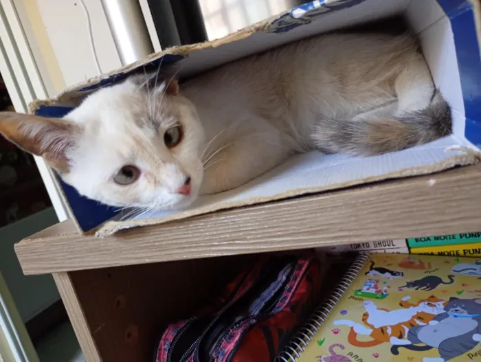 Gato raça Angorá idade 7 a 11 meses nome Zeppelin 