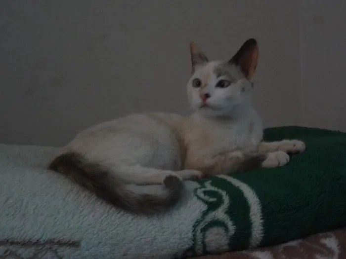 Gato raça Angorá idade 7 a 11 meses nome Zeppelin 