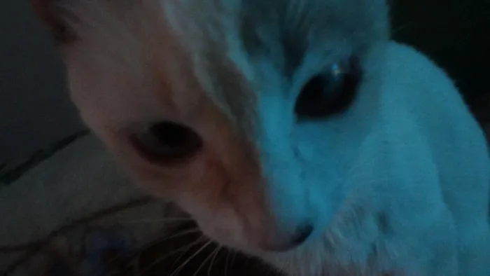 Gato raça Angorá idade 7 a 11 meses nome Zeppelin 