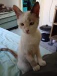 Zeppelin 