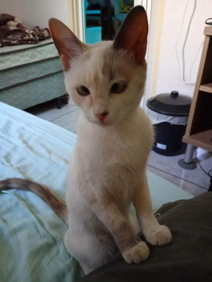 Gato raça Angorá idade 7 a 11 meses nome Zeppelin 