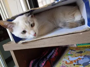 Gato raça Angorá idade 7 a 11 meses nome Zeppelin 
