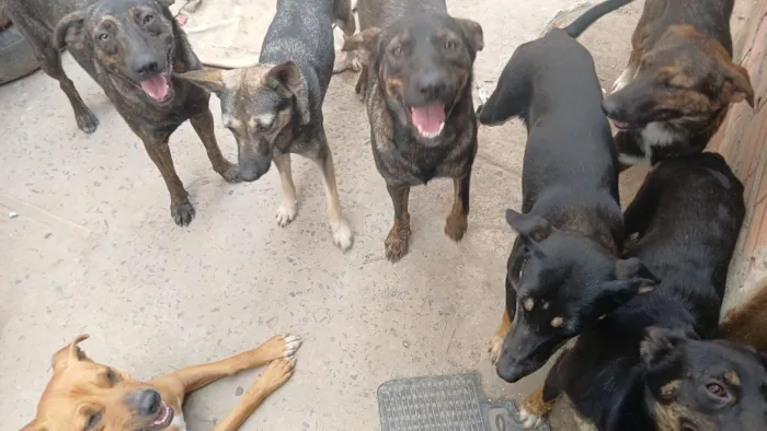 Cachorro raça SRD-ViraLata idade 1 ano nome thor
