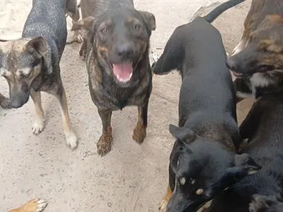 Cachorro raça SRD-ViraLata idade 1 ano nome thor