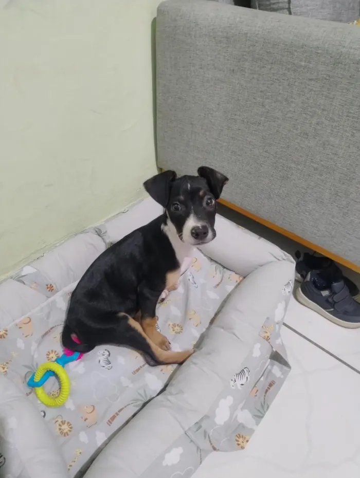 Cachorro raça SRD-ViraLata idade 2 a 6 meses nome Khira 