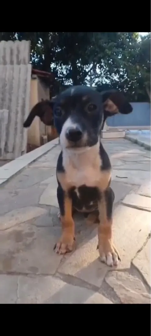 Cachorro raça SRD-ViraLata idade 2 a 6 meses nome Khira 