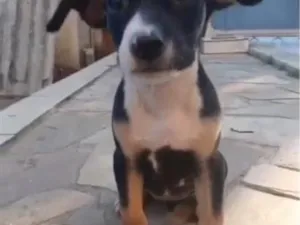 Cachorro raça SRD-ViraLata idade 2 a 6 meses nome Khira 