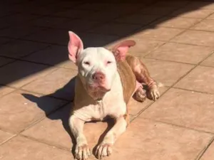 Cachorro raça SRD-ViraLata idade 1 ano nome Lily