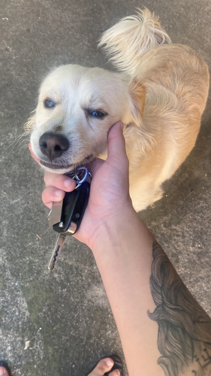 Cachorro raça SRD-ViraLata idade 7 a 11 meses nome Sírius 