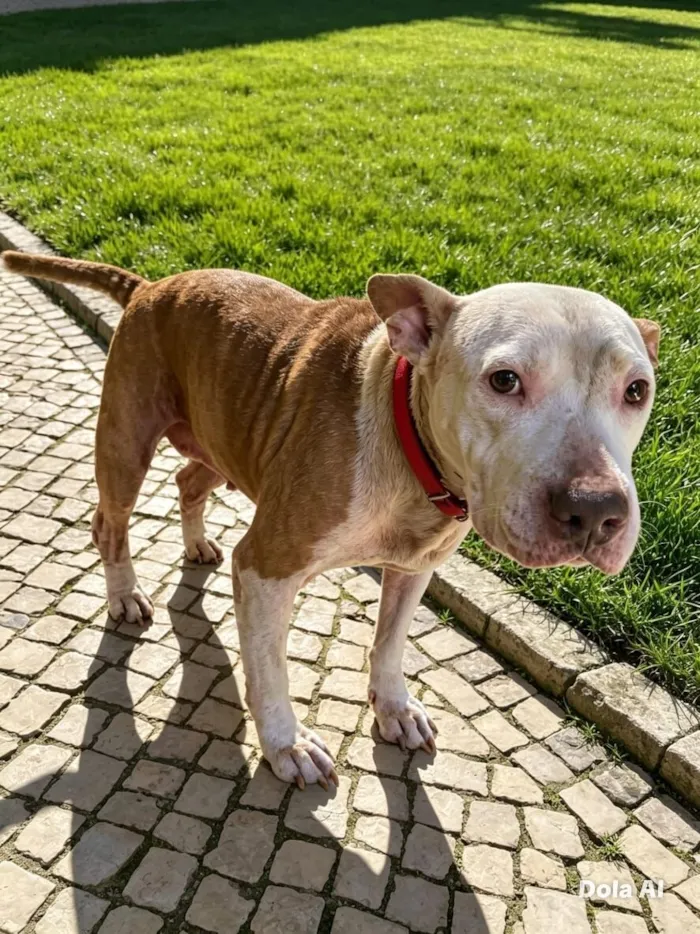 Cachorro raça SRD-ViraLata idade 1 ano nome Lily