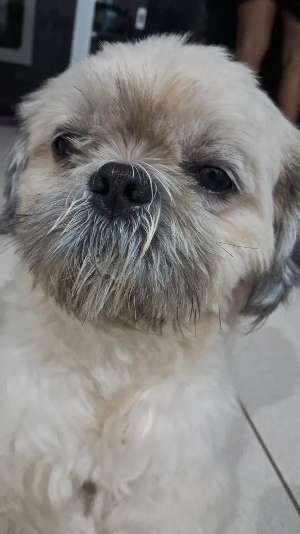 Cachorro raça Shitzu idade 4 anos nome Fred
