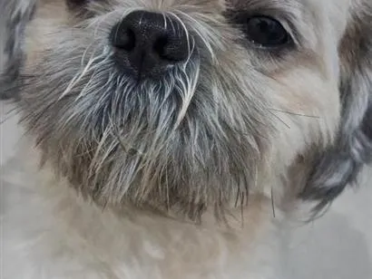 Cachorro raça Shitzu idade 4 anos nome Fred