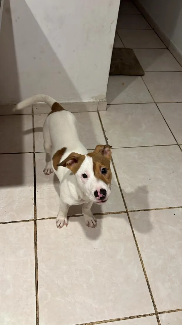 Cachorro raça Pit-Bull idade 2 a 6 meses nome bradock 