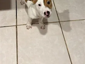 Cachorro raça Pit-Bull idade 2 a 6 meses nome bradock 