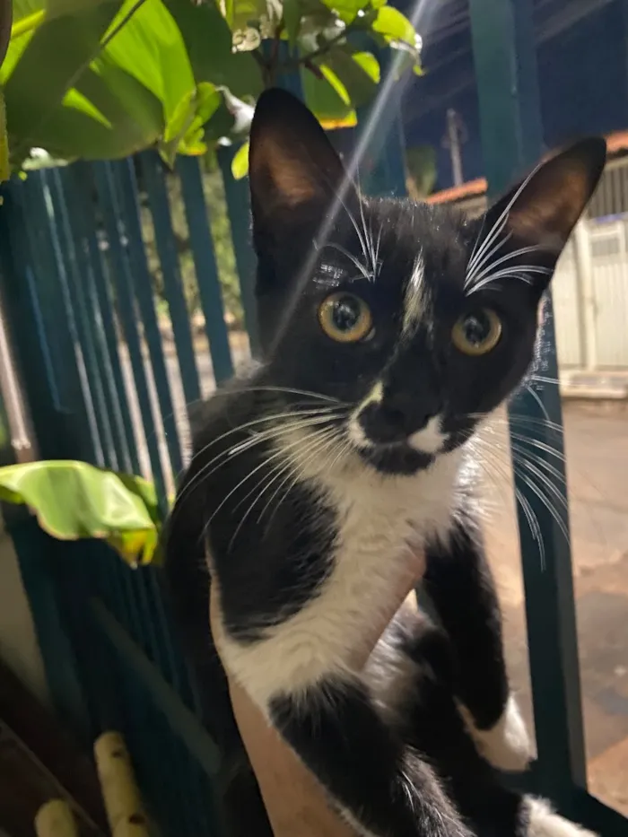 Gato raça SRD-ViraLata idade 2 a 6 meses nome Frajola