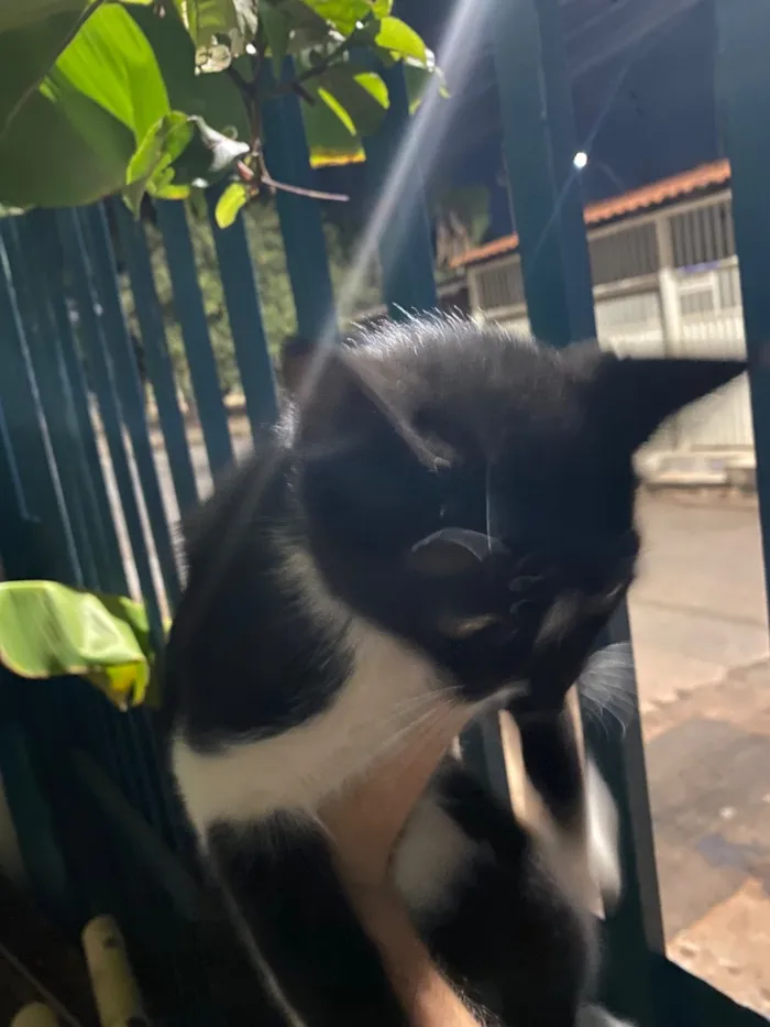 Gato raça SRD-ViraLata idade 2 a 6 meses nome Frajola