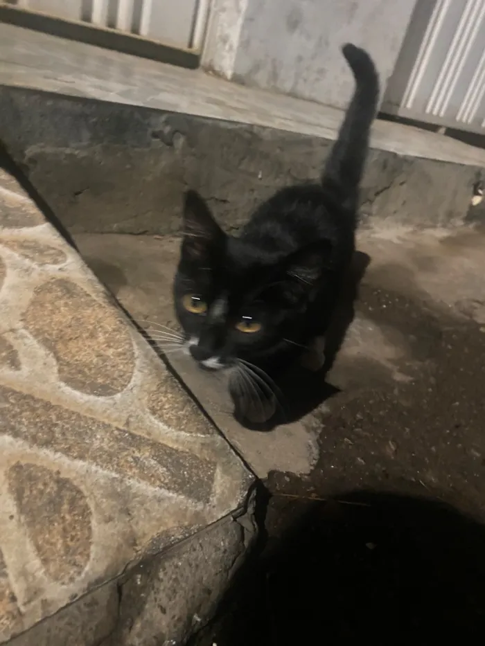 Gato raça SRD-ViraLata idade 2 a 6 meses nome Frajola