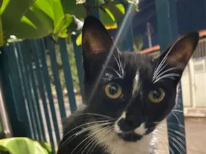 Gato raça SRD-ViraLata idade 2 a 6 meses nome Frajola
