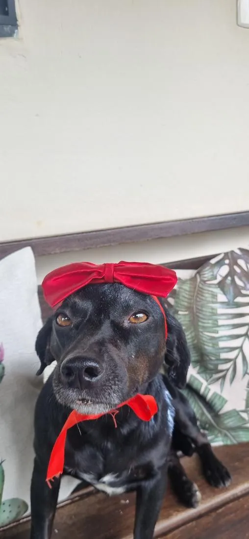 Cachorro raça SRD-ViraLata idade 3 anos nome Amora