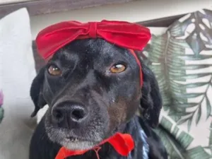 Cachorro raça SRD-ViraLata idade 3 anos nome Amora