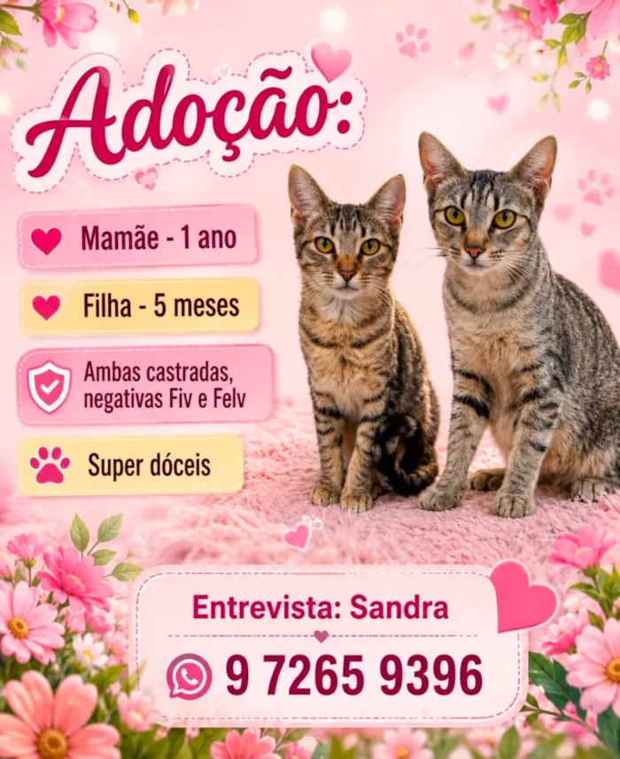 Gato raça SRD-ViraLata idade 1 ano nome Carla e Antonieta 