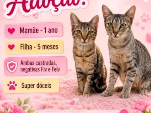 Gato raça SRD-ViraLata idade 1 ano nome Carla e Antonieta 