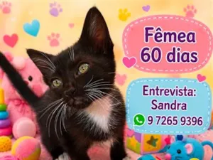 Gato raça SRD-ViraLata idade 2 a 6 meses nome Bianca