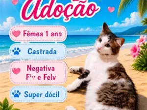 Gato raça SRD-ViraLata idade 1 ano nome Gigi