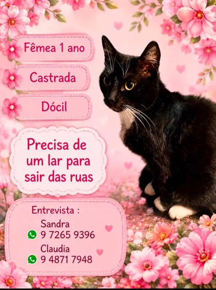 Gato raça SRD-ViraLata idade 1 ano nome Aurora