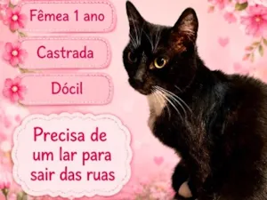 Gato raça SRD-ViraLata idade 1 ano nome Aurora
