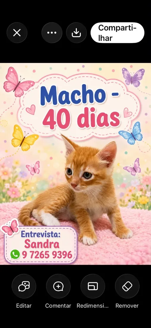 Gato raça SRD-ViraLata idade 2 a 6 meses nome Theo