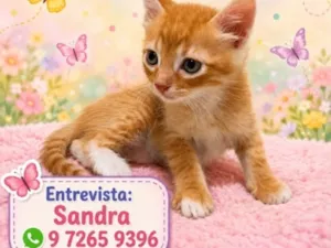 Gato raça SRD-ViraLata idade 2 a 6 meses nome Theo