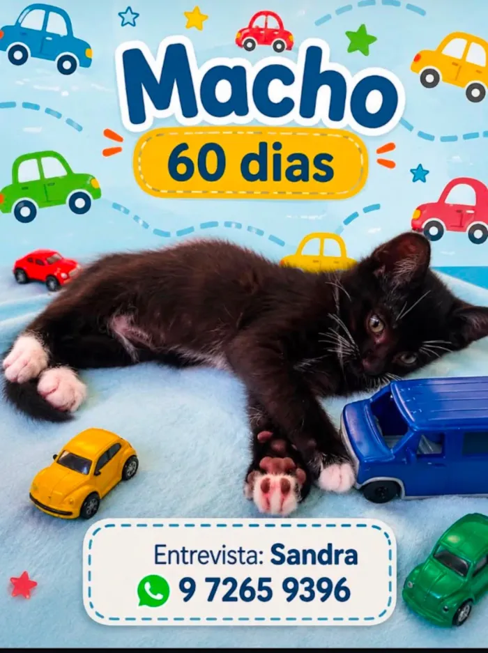Gato raça SRD-ViraLata idade 2 a 6 meses nome Dudu