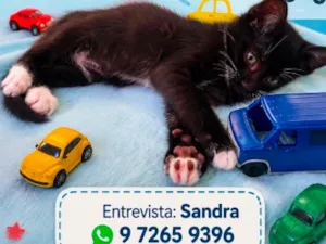 Gato raça SRD-ViraLata idade 2 a 6 meses nome Dudu