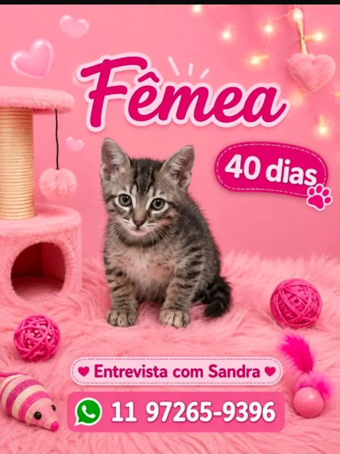 Gato raça SRD-ViraLata idade Abaixo de 2 meses nome Marie