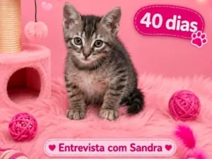 Gato raça SRD-ViraLata idade Abaixo de 2 meses nome Marie