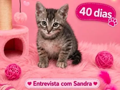 Gato raça SRD-ViraLata idade Abaixo de 2 meses nome Marie