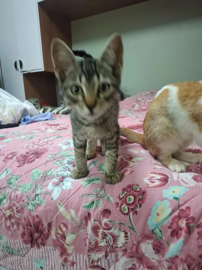 Gato raça SRD-ViraLata idade 2 a 6 meses nome Rico