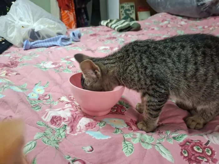 Gato raça SRD-ViraLata idade 2 a 6 meses nome Rico