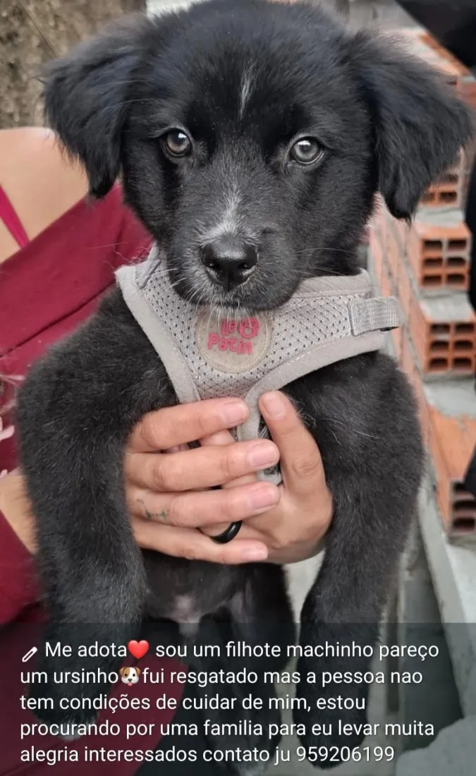 Cachorro raça SRD-ViraLata idade 2 a 6 meses nome Ursinho