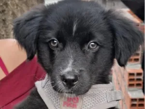 Cachorro raça SRD-ViraLata idade 2 a 6 meses nome Ursinho