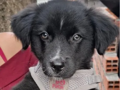 Cachorro raça SRD-ViraLata idade 2 a 6 meses nome Ursinho