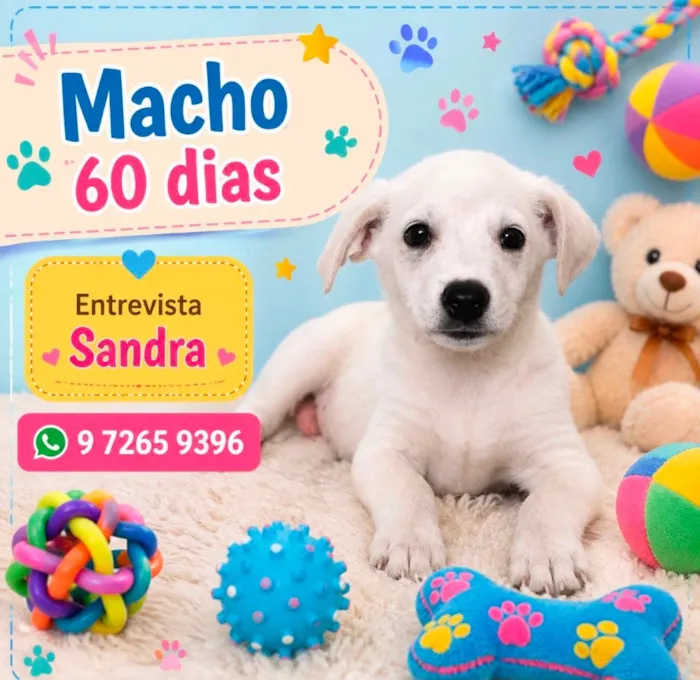 Cachorro raça SRD-ViraLata idade 2 a 6 meses nome Thor